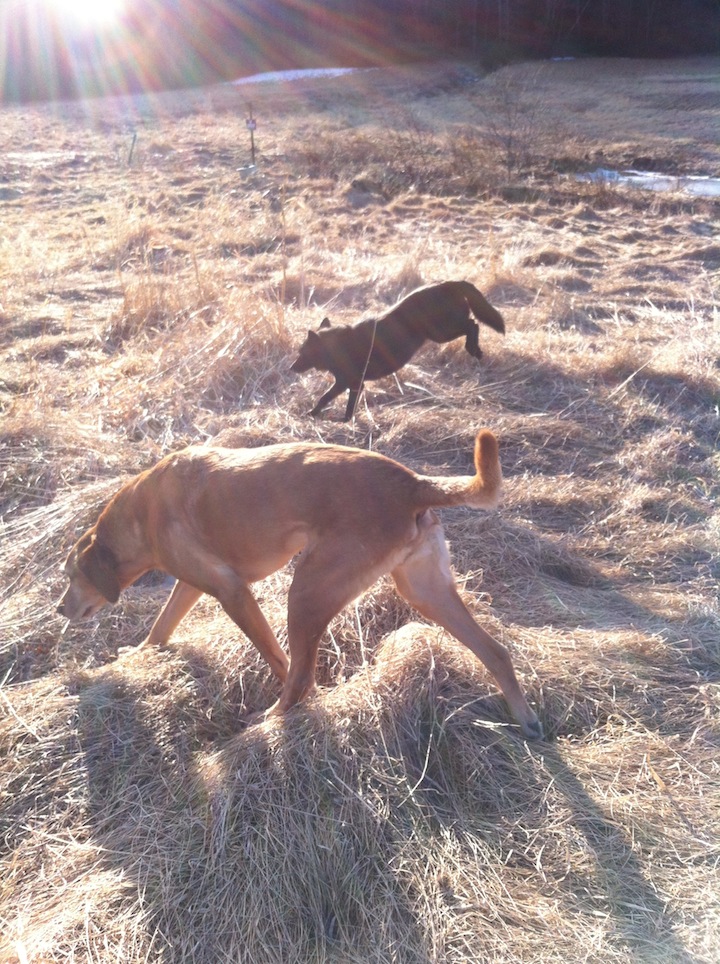 me-and-codey-the-dog
